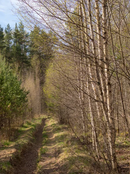 Forår Landskab Blandet Skov Solrig Dag - Stock-foto