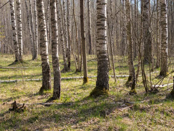晴れた日の白樺林の春の風景 — ストック写真