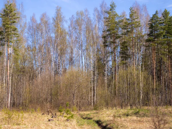 Frühlingslandschaft Einem Mischwald Einem Sonnigen Tag — Stockfoto