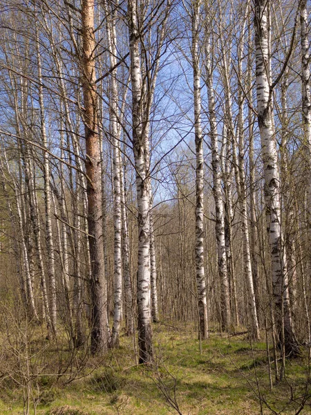 晴れた日に森の中の春の風景 — ストック写真