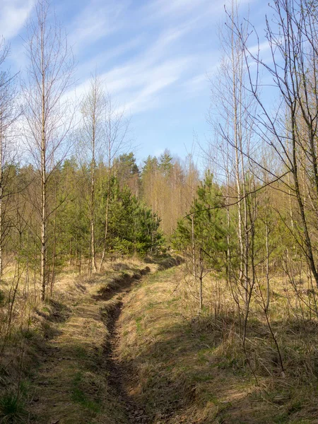 Paysage Printanier Dans Une Forêt Mixte Par Une Journée Ensoleillée — Photo