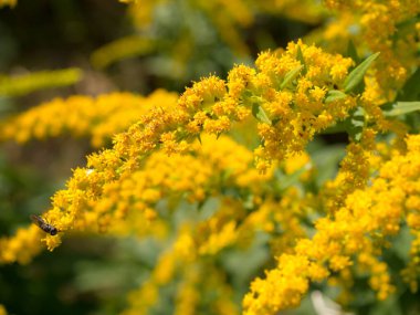 Sarı çiçekli altın sarısı dal. Yaklaş.