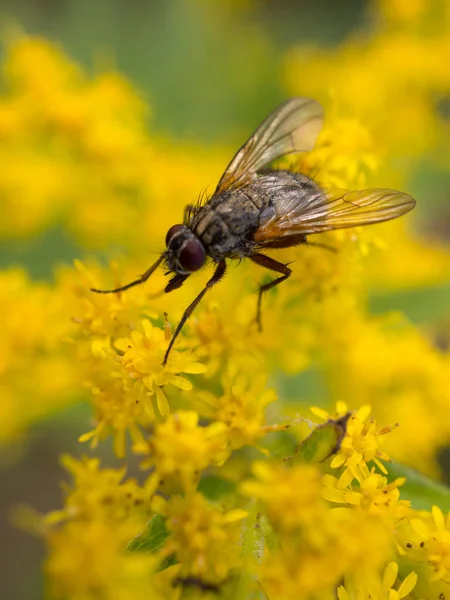 Fly Blooming Goldenrod Close — Stock Photo, Image