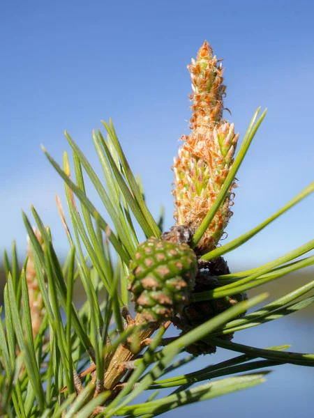 Dennentakken Met Groene Kegels Het Begin Van Zomer — Stockfoto