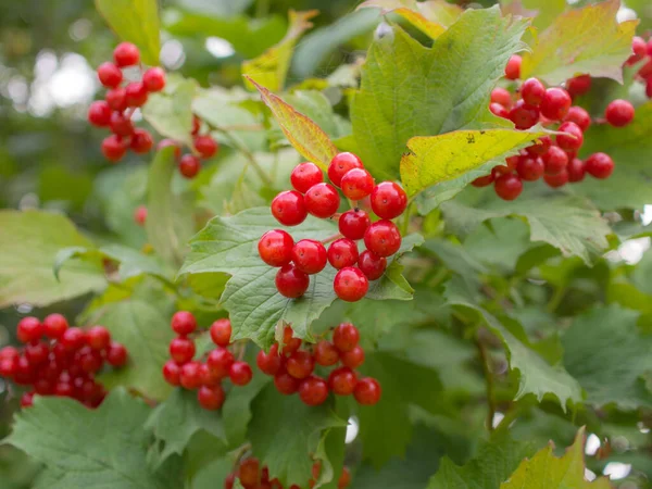 Bunches Red Viburnum Berries Autumn — Stock Photo, Image