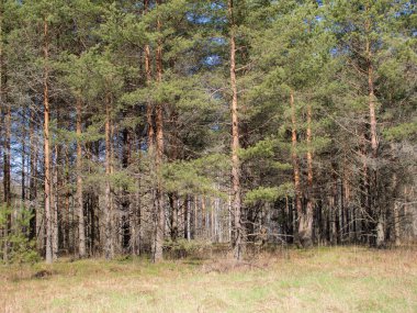 Karışık bir ormanda güneşli bir günde bahar manzarası