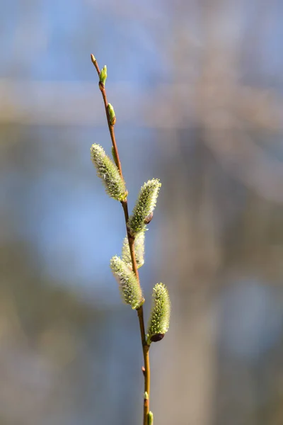 前景に蕾を持つ柳の枝 — ストック写真