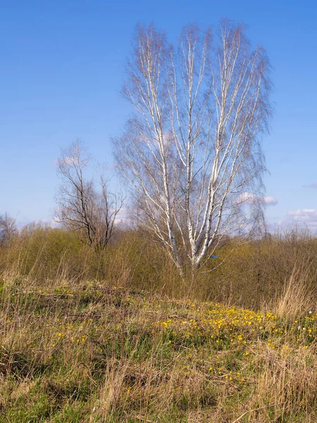 Paysage Printanier Avec Arbres Fleurs Prairie — Photo