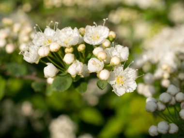 İlkbaharda çiçek açan beyaz spirea. Yakın çekim.