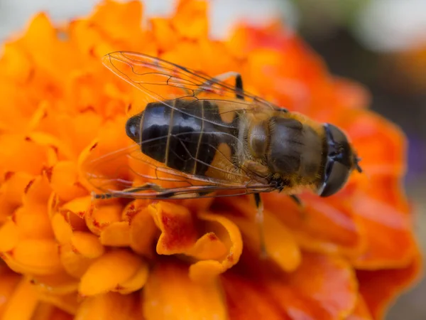 Svævefly Morgenfruer Haven Tæt - Stock-foto