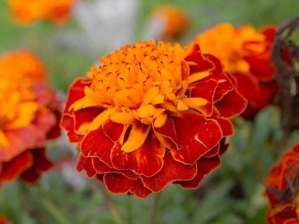 Red Orange Marigolds Garden Close — Stock Photo, Image