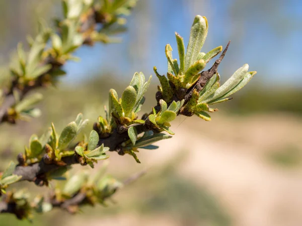 Ramo Olivello Spinoso Con Foglie Verdi Primavera — Foto Stock