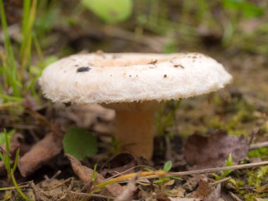 Mercan sütlü kapak yere yakın çekim