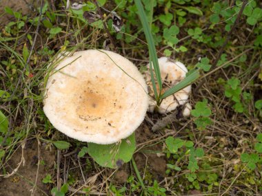 Mercan sütlü kapak yere yakın çekim