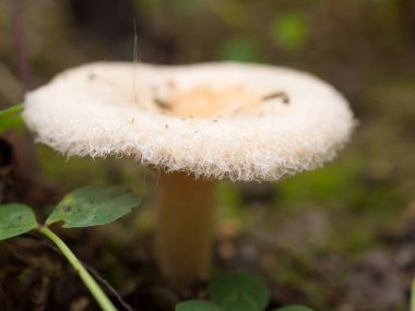 Mercan sütlü kapak yere yakın çekim