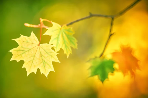 Herbstblätter Auf Verschwommenem Hintergrund — Stockfoto