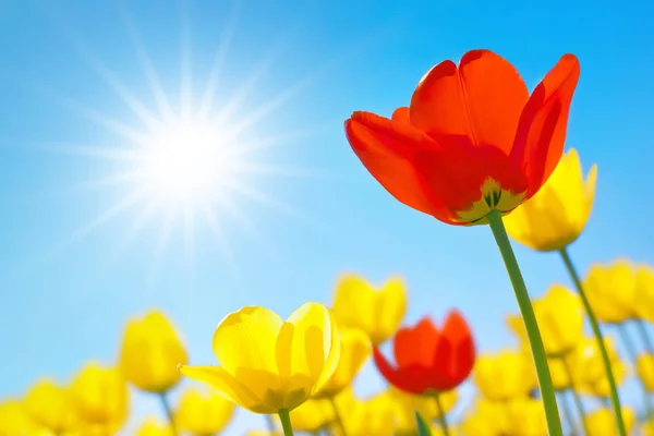 Тюльпаны Крупным Планом Против Голубого Неба Солнцем Форме Звезды — стоковое фото
