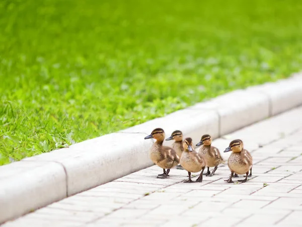 Patitos Caminando Por Camino —  Fotos de Stock