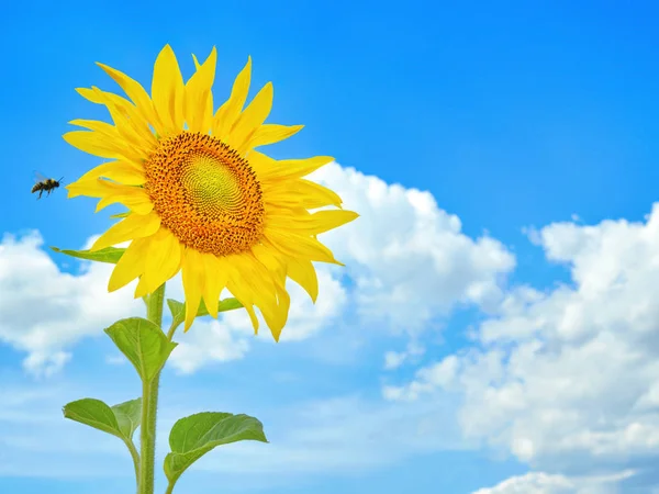 Girasole Ape Contro Cielo — Foto Stock