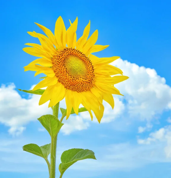 Girasole Contro Cielo — Foto Stock