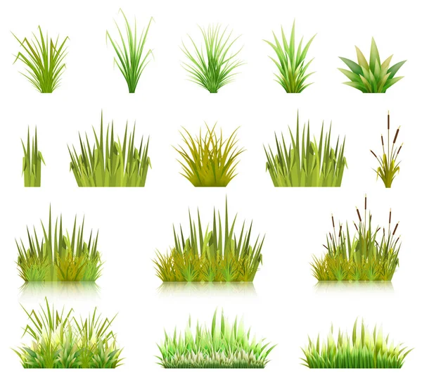 彩色矢量图像的绿色芦苇草和一些海岸植物在白色的背景 在牧场或花园中的春芽和杂草的例证 股票载体 — 图库矢量图片
