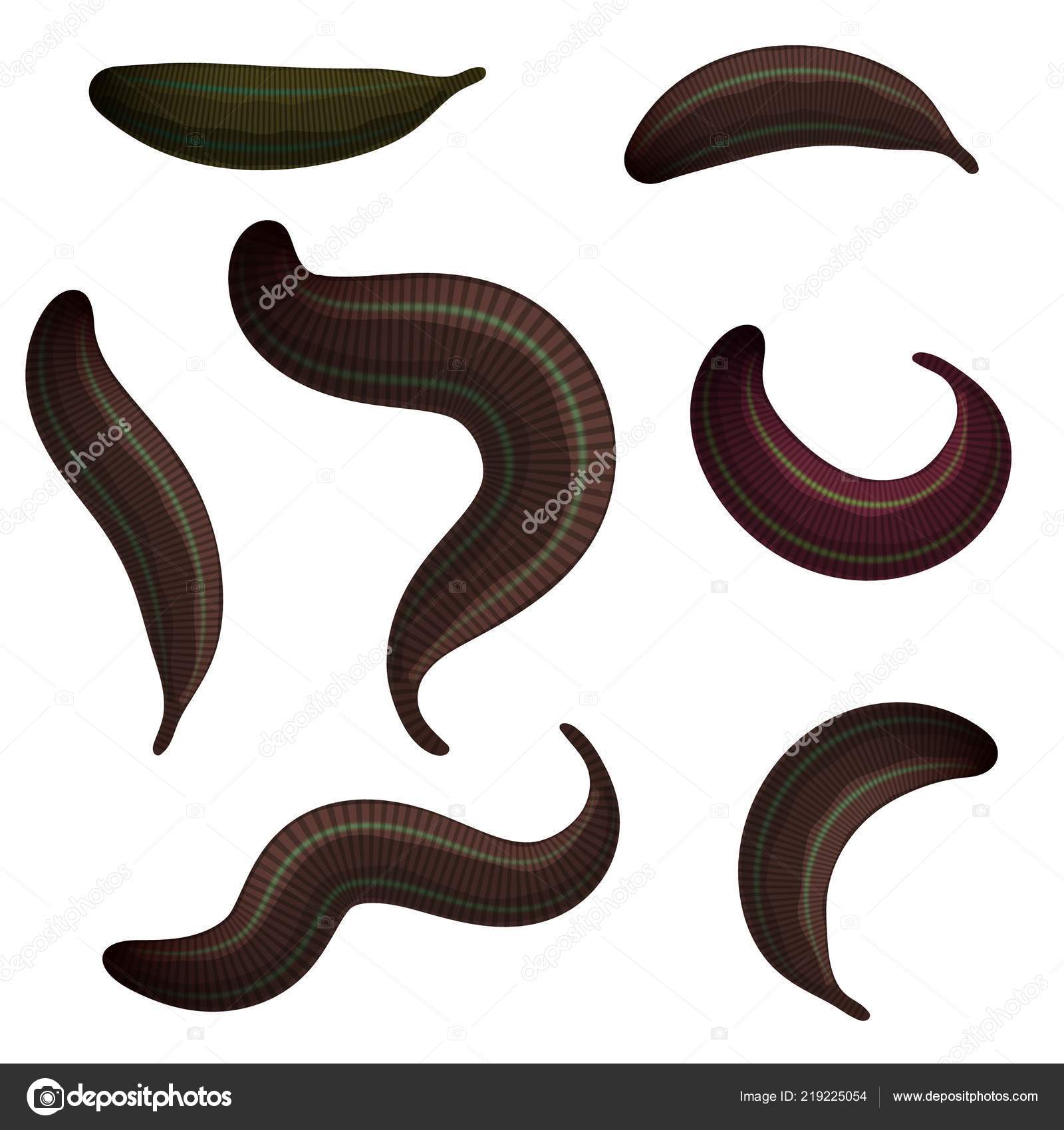Set Leeches White Background Collection Medical Leeches Isolated