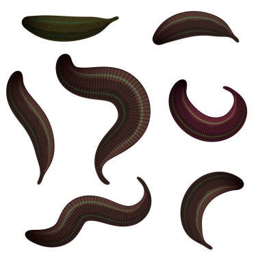 Set of leeches on a white background. The collection of medical leeches, isolated animals. Vector illustration of bloodsucking worms clipart