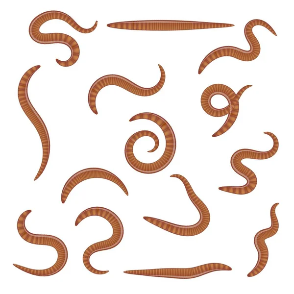 Set Earthworms Different Positions White Background Isolated Insects Collection Dung — Stock Vector
