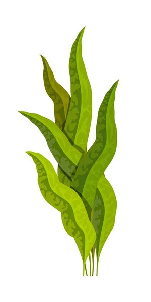 Seaweed Green White Background Medicinal Food Additive Spirulina Cartoon Style — Stock Vector