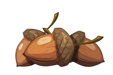 Meşe palamudu kabuğu beyaz bir arka plan üzerinde grubudur. Karikatür tarzı çizim rengi. Vektör çizim meşe tohumu.