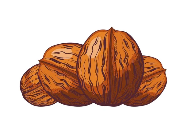 Grupo Nueces Cáscara Sobre Fondo Blanco Dibujo Color Estilo Una — Vector de stock