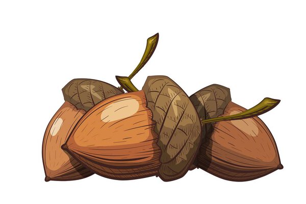 Group of acorns in the shell on a white background. Color drawing in cartoon style. Vector illustration of oak seeds.