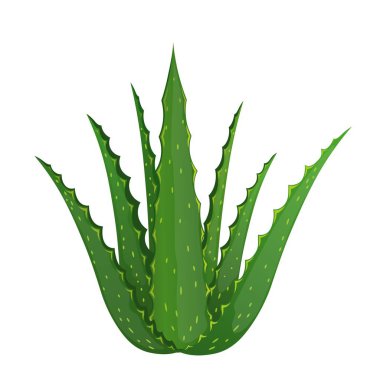 Aloe vera bitki beyaz zemin üzerinde bir dalgıç tarzında. Vektör çizim