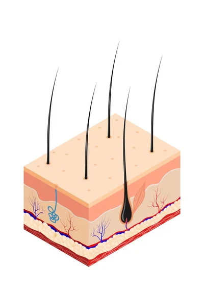 Corte Cores Pele Humana Estilo Isométrico Fundo Branco Ícone Isolado — Vetor de Stock