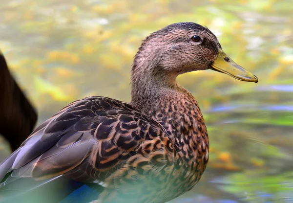 Female brown Mallard drake Duck