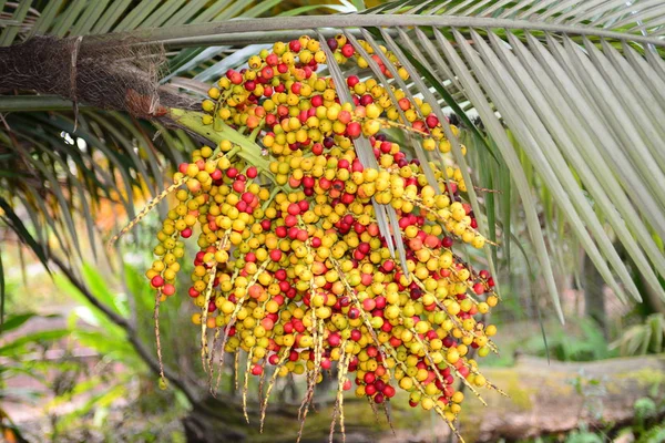 Red yellow peach palm fruit