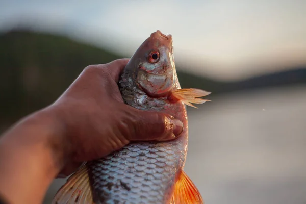 Peces Capturados Por Aparejos Pesca Con Mosca Supervivencia Caminatas Grayling — Foto de Stock