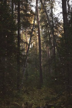 Sonbahar manzarası. - Rusya. Ural manzara