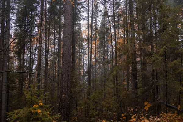 Höstlandskap Ryssland Ural Landskap — Stockfoto