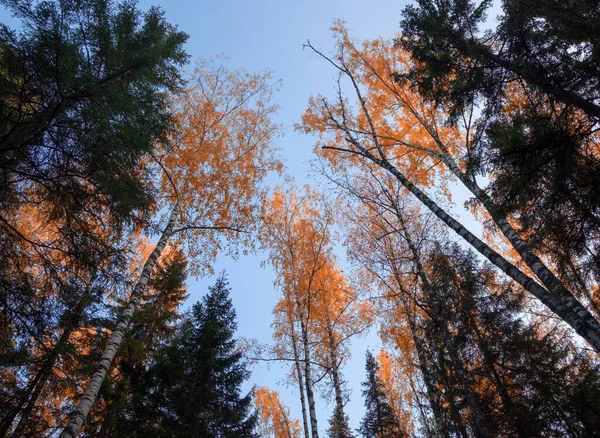 Paisaje Otoño Rusia Paisaje Ural — Foto de Stock