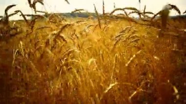 Gün batımında uzun buğday tarlası