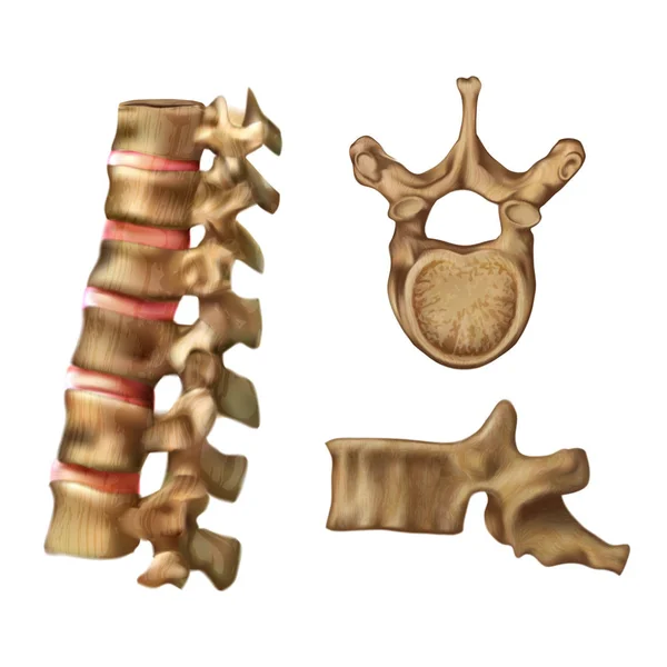 Espinha Esqueleto Estrutura Sexta Vértebra —  Vetores de Stock