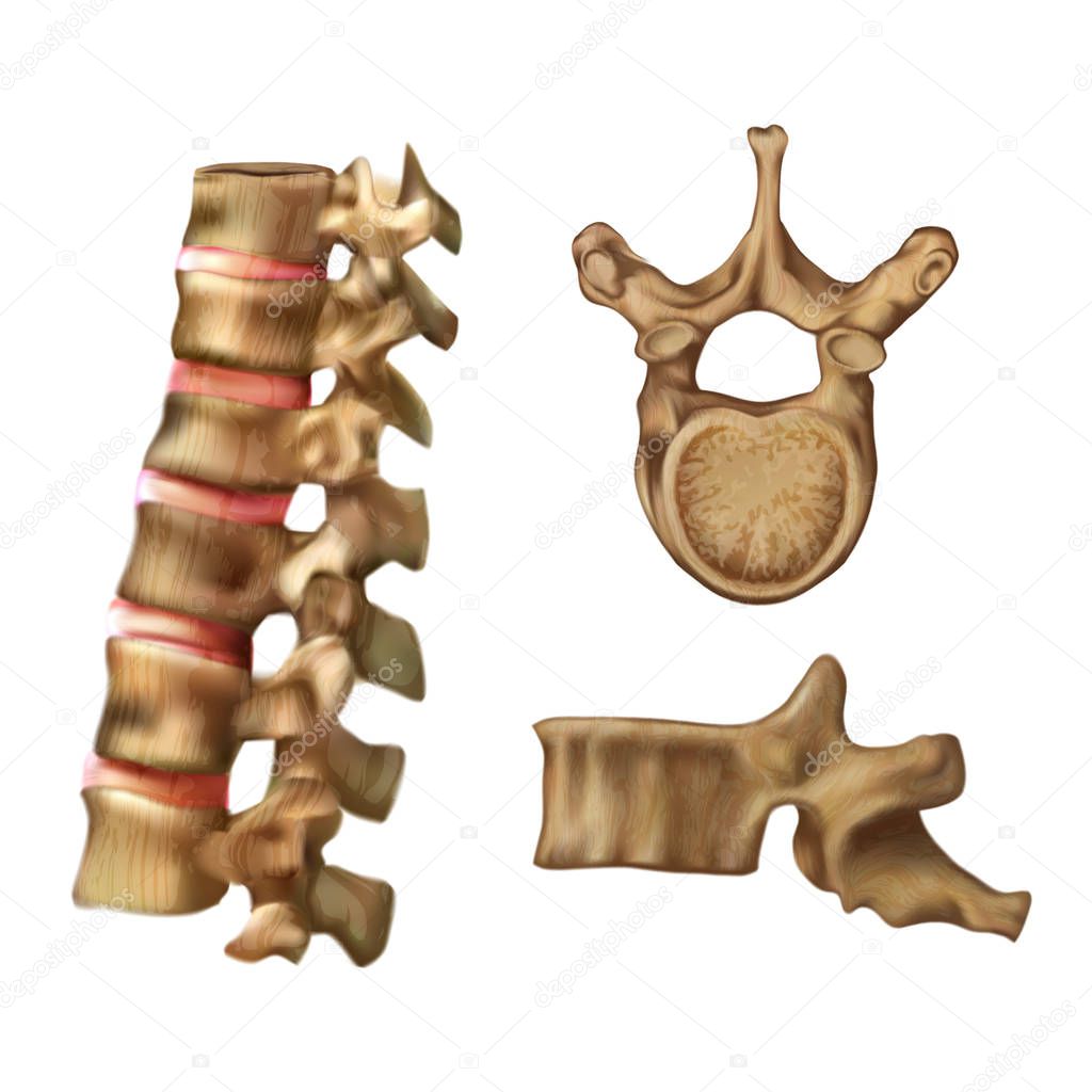 Skeleton Spine (Structure of the 6th vertebra)