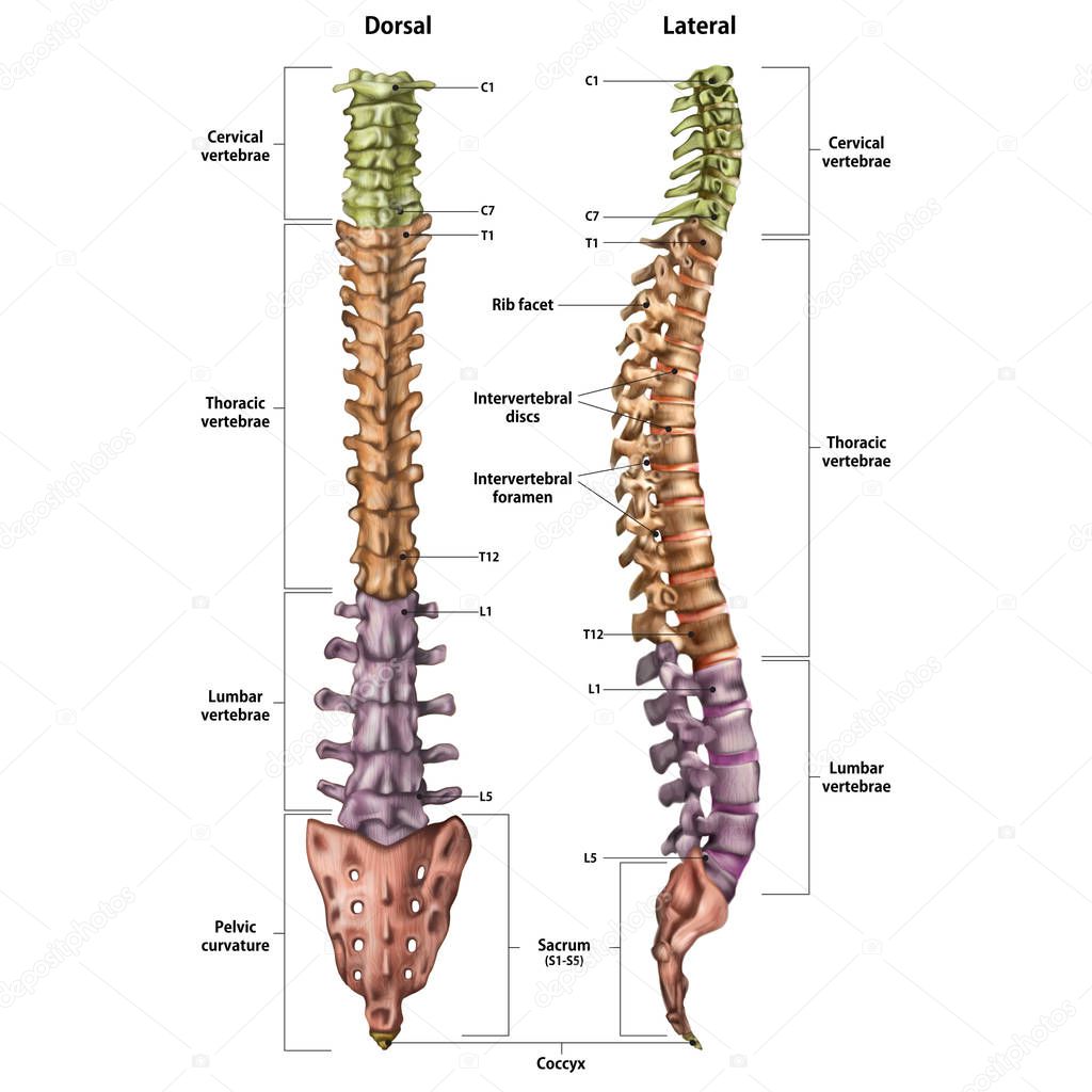 Illustration of the human spine with the name and description of all sites. Lateral and spinal views.