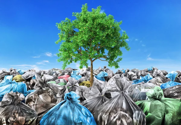 Rebirth concept. A tree grows from a pile of garbage. Recycle.