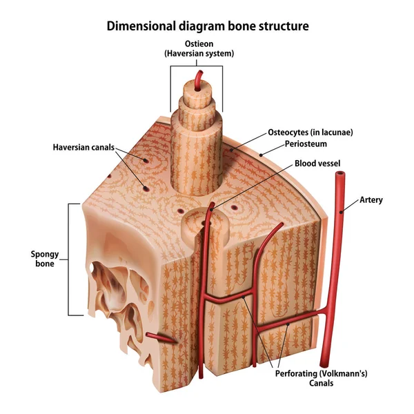 Schéma Tridimensionnel Structure Osseuse — Image vectorielle