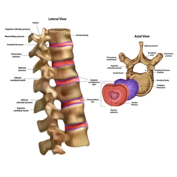 İskelet. Ad ve açıklama tüm sitelerin intervertebral disk.