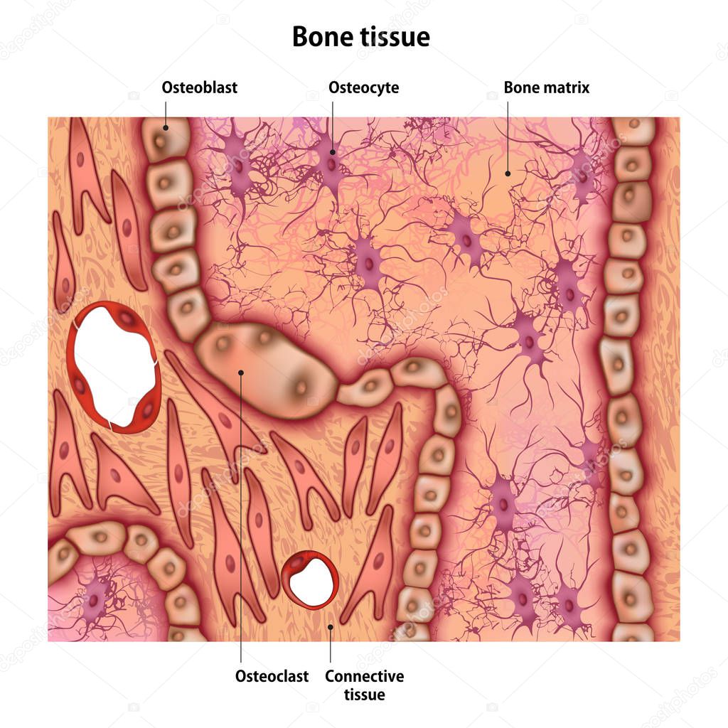 Bone tissue with the name and description of all sites