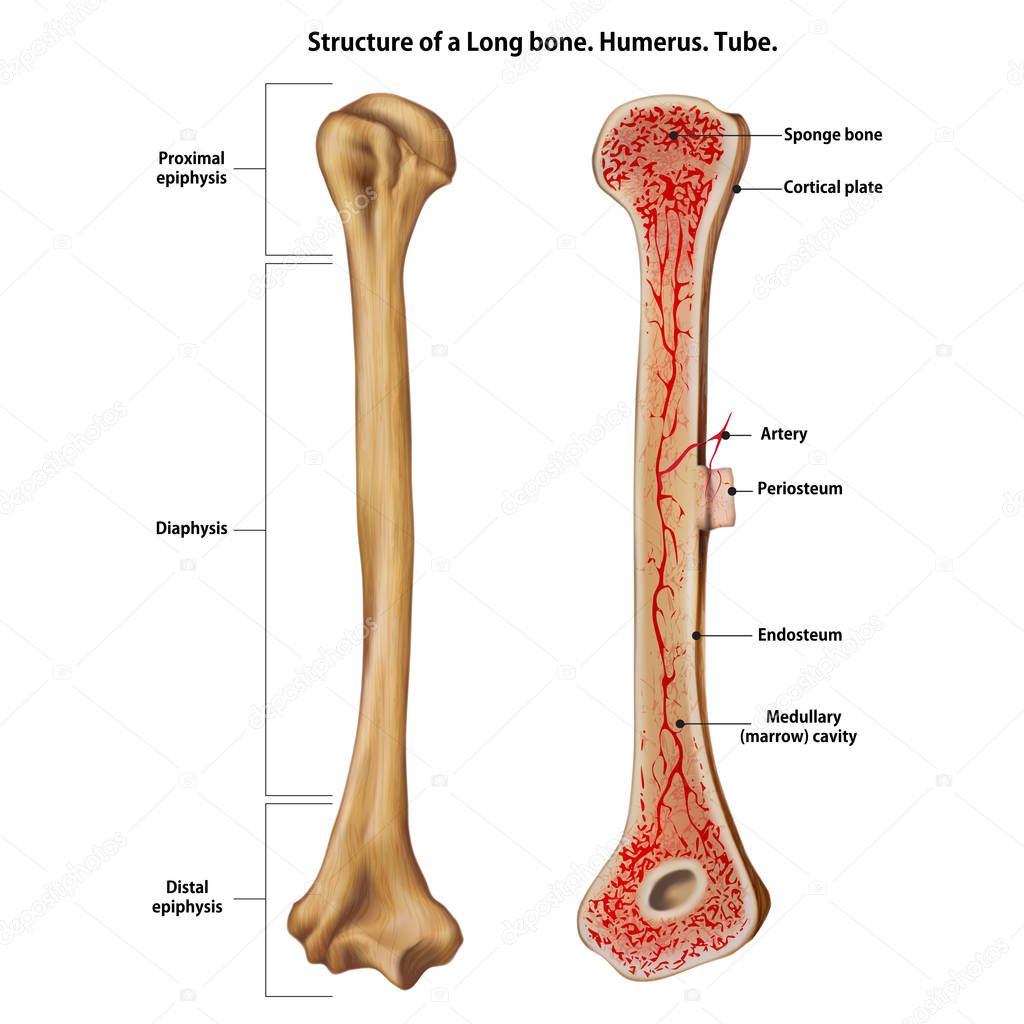 Structure of a Long bone. Humerus. Tube.