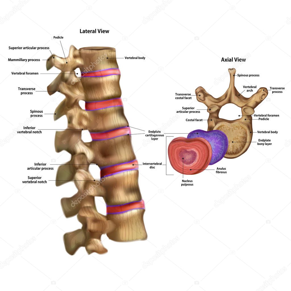 Skeleton. Intervertebral disc with the name and description of all sites.